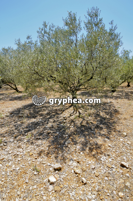 Olivier (culture) - gryphea.com